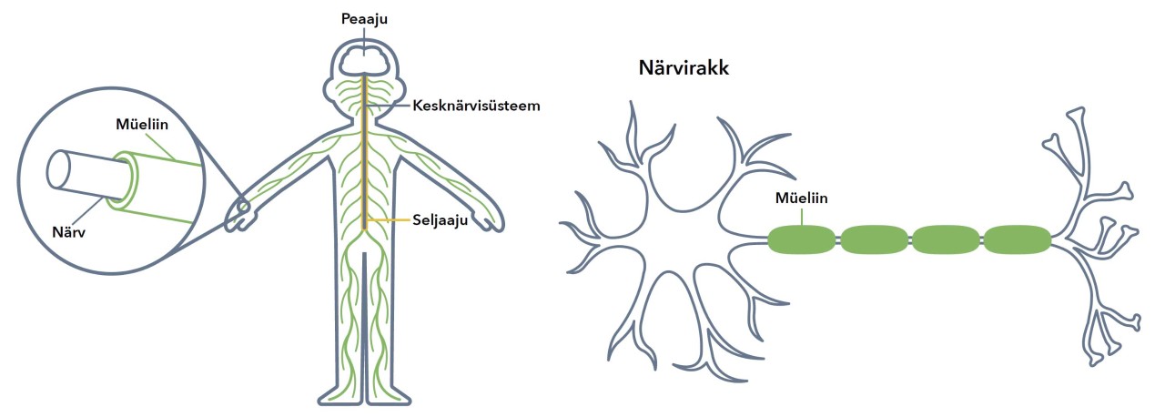 Scheme kui ei ole SM-i?